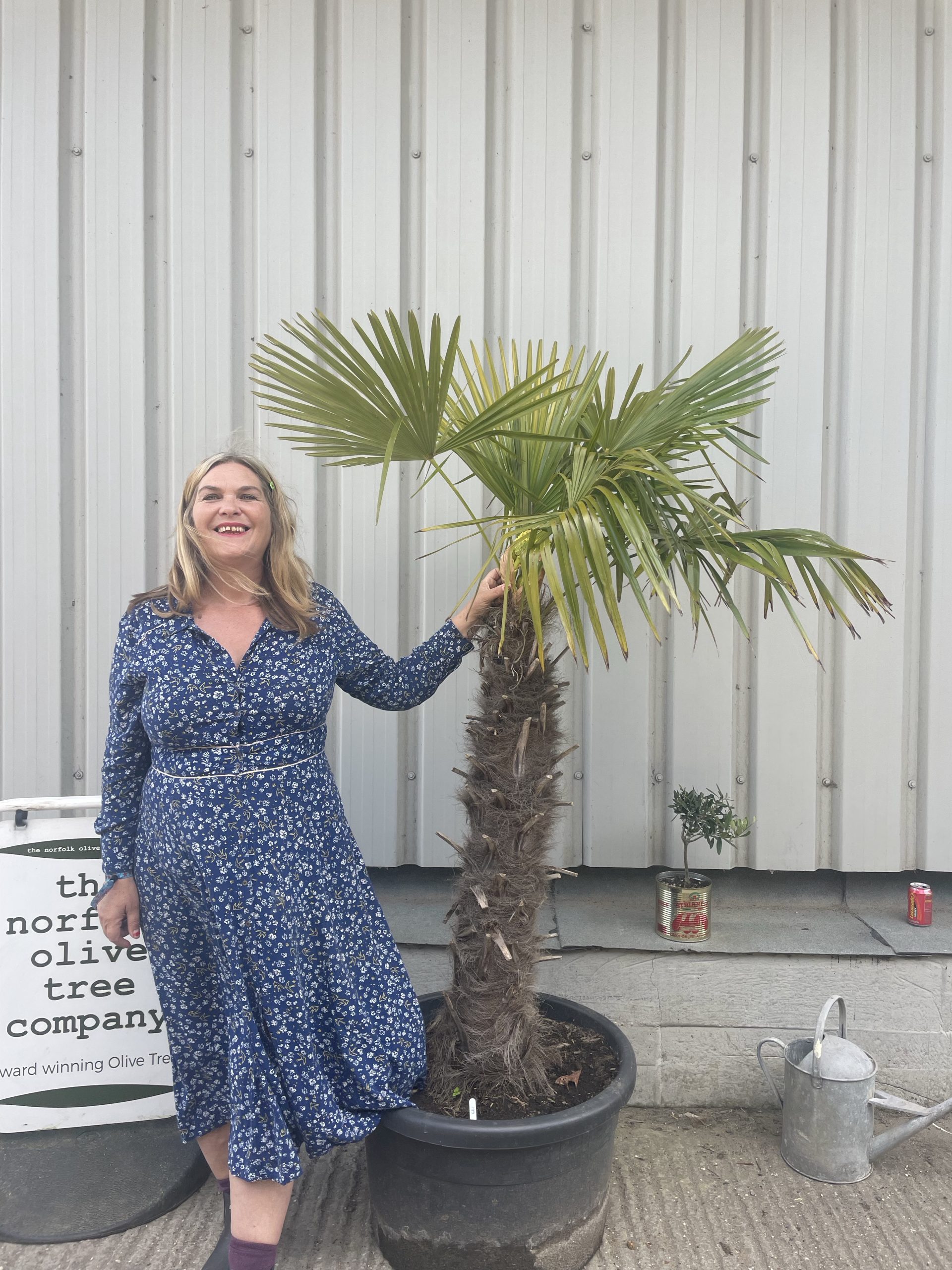 Trachycarpus Fortunei The Norfolk Olive Tree Company