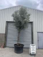 Extra tall olive tree gnarled trunk