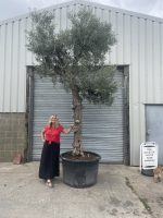 Extra tall olive tree gnarled trunk