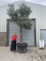 Extra tall olive tree gnarled trunk