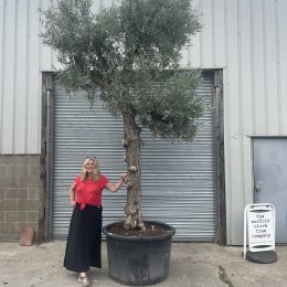 Extra tall olive tree gnarled trunk
