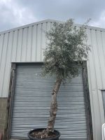 Extra tall olive tree gnarled trunk