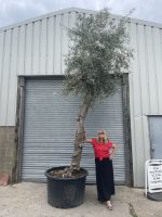 Extra tall olive tree gnarled trunk