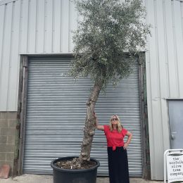 Extra tall olive tree gnarled trunk