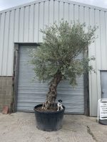 Ancient Olive Tree