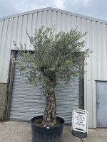 Ancient Olive Tree