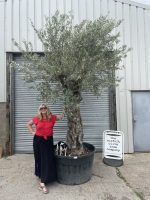 Ancient Olive Tree