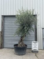 Ancient Olive Tree