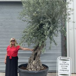 Ancient Olive Tree