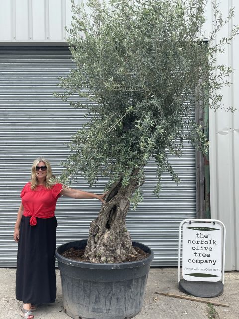 Ancient Olive Tree