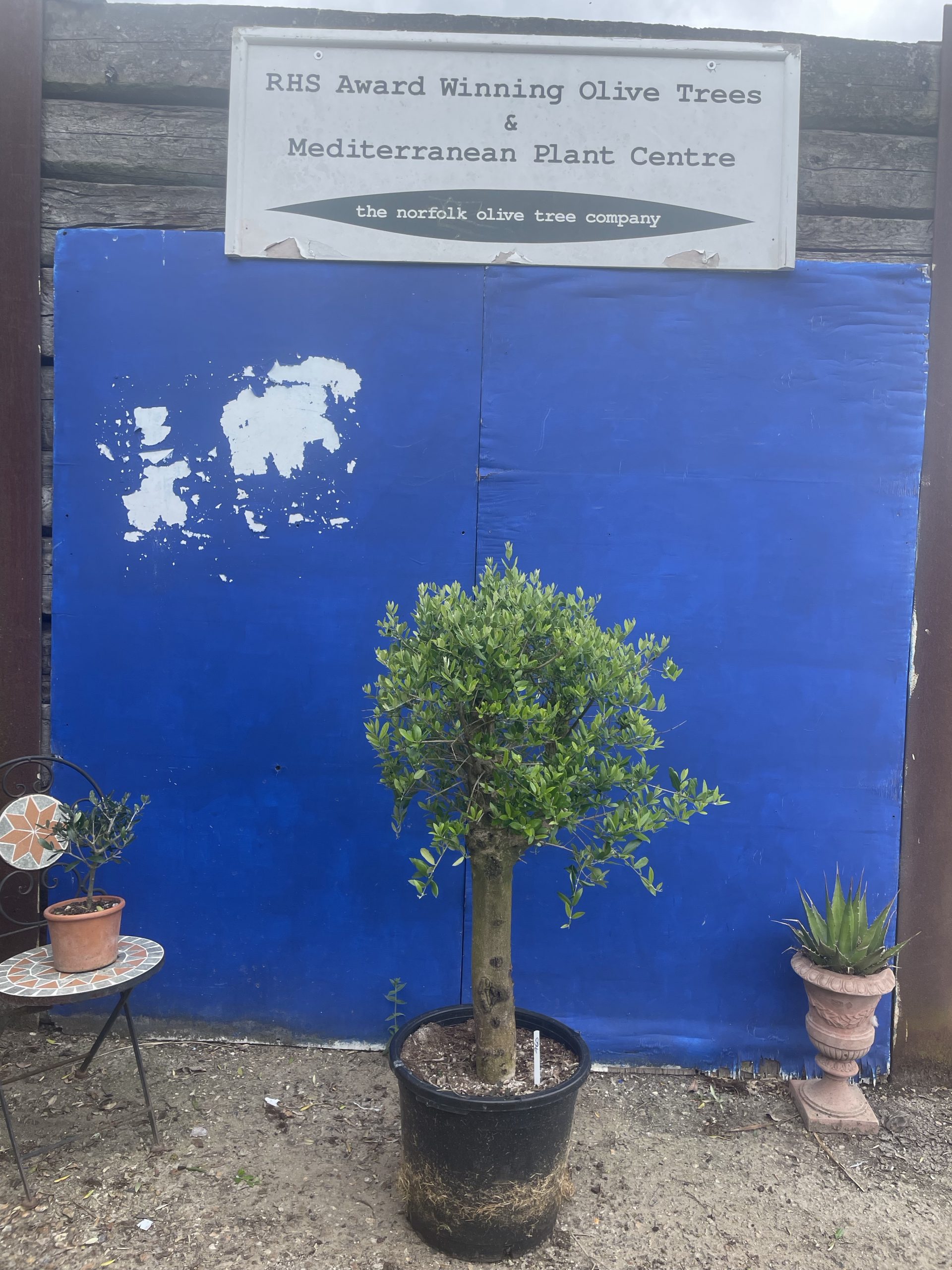 Olive Tree Rental
