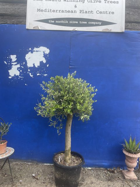London Olive tree