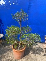 Bonsai cloud tree