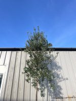 Tall screening Olive Tree