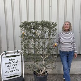 Espalier Olive tree-delivery included