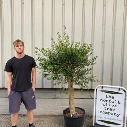 Patio Olive tree