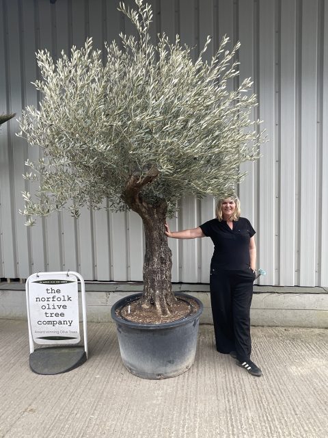 Ancient Olive Tree For Sale.