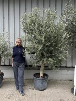 Smooth stem Olive tree