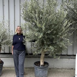Smooth stem Olive tree