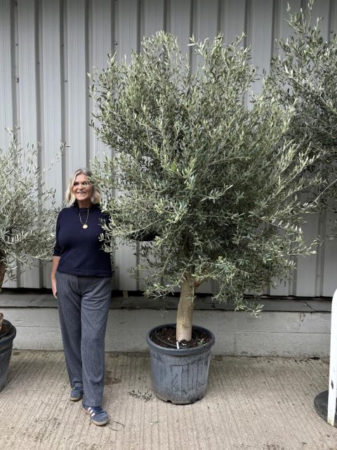 Smooth stem Olive tree