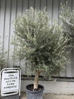 Bushy olive tree