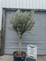 Smooth stem Olive tree