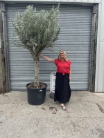 Smooth stem Olive tree