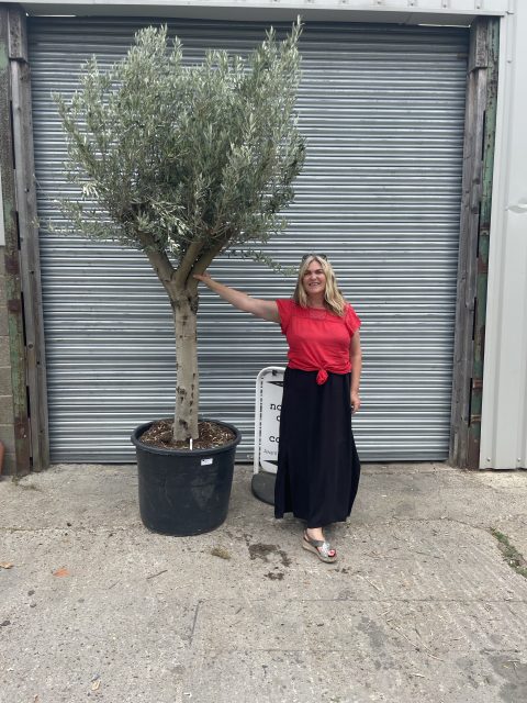 Smooth stem Olive tree