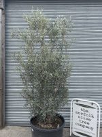 Multi-stem screening olive tree