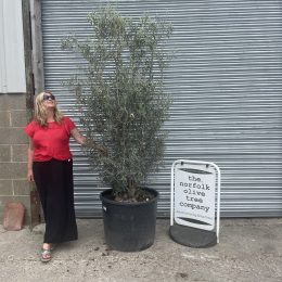 Multi-stem screening olive tree