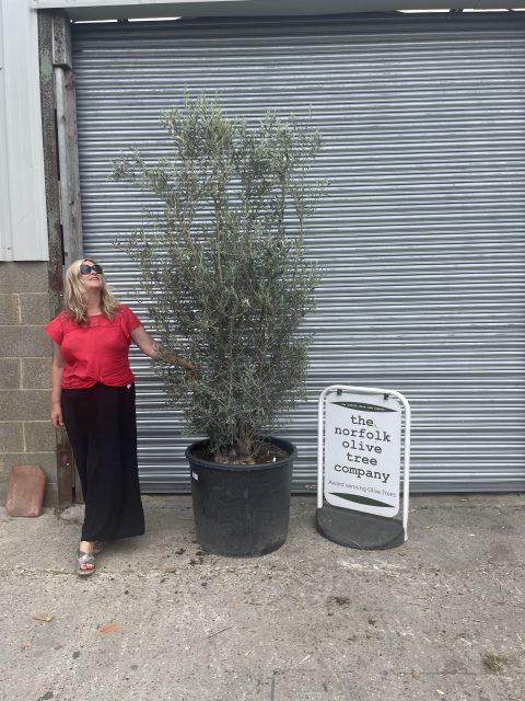 Multi-stem screening olive tree