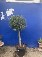 London Olive tree