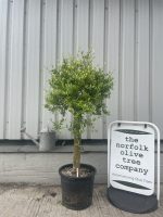 Patio Olive tree