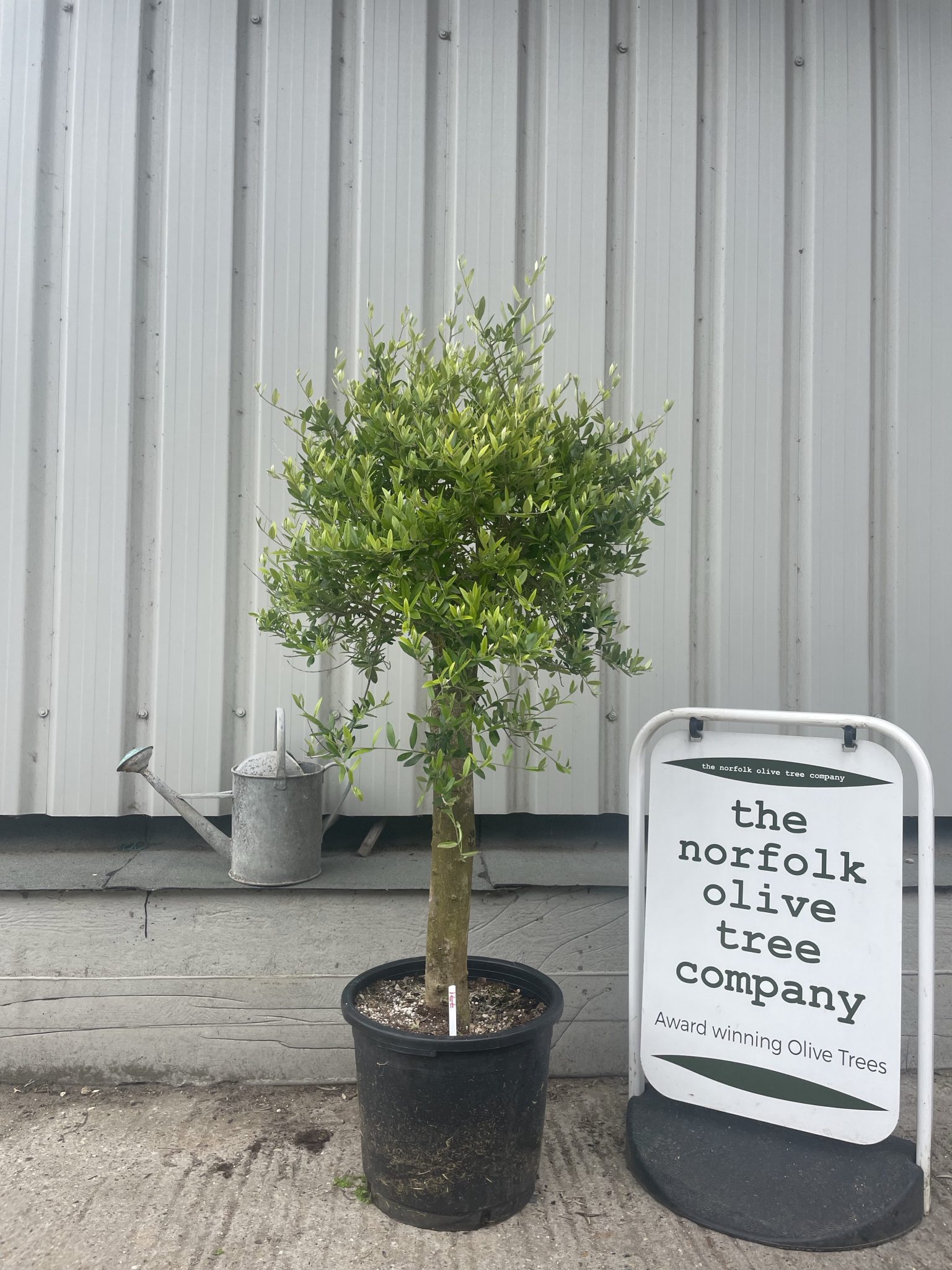Patio Olive tree free delivery The Norfolk Olive Tree Company
