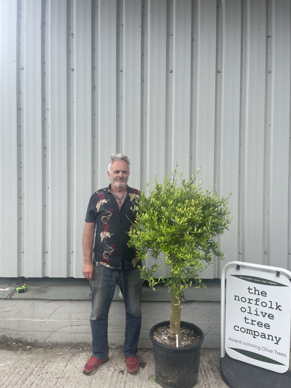 Patio Olive tree free delivery The Norfolk Olive Tree Company