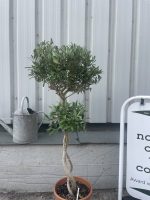 Braided double twisted olive tree