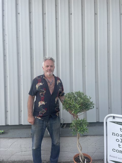 Braided double twisted olive tree