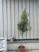 Arbequina Olive tree