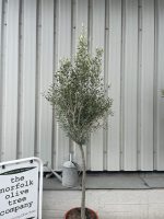 Arbequina Olive tree