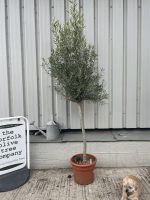 Arbequina Olive tree