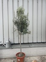 Arbequina Olive tree