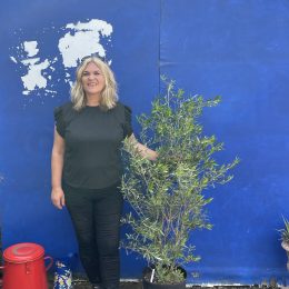 Bushy olive tree. Free delivery.
