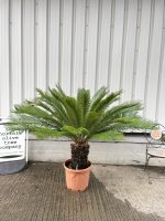 Cycas revoluta for sale.