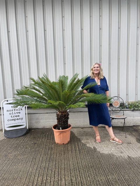 Cycas revoluta for sale.