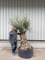 Ancient Olive Tree For Sale.