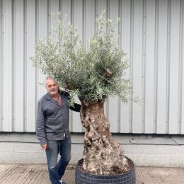 Ancient Olive Tree For Sale.