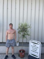 Self-fertile Olive tree