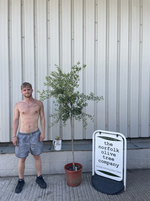 Self-fertile Olive tree