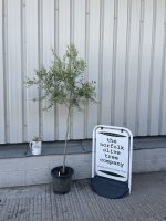 Self-fertile Olive tree