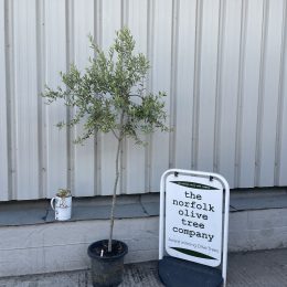 Self-fertile Olive tree